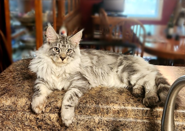 Available Maine Coon Kittens Henderson NC