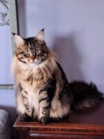 Available Maine Coon Kittens Henderson NC