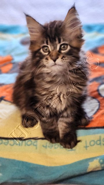 Available Maine Coon Kittens Henderson NC - Maine Coon Kittens For Sale ...