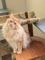 Available Maine Coon Kittens Henderson NC