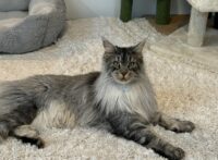 Available Maine Coon Kitten for sale Henderson, North Carolina