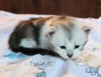 Available Maine Coon Kittens Henderson NC