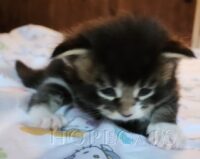 Available Maine Coon Kittens Henderson NC