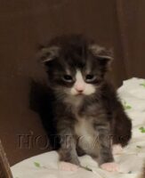 Available Maine Coon Kittens Henderson NC