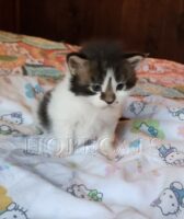 Available Maine Coon Kittens Henderson NC