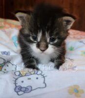 Available Maine Coon Kittens Henderson NC