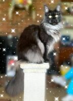 Available Maine Coon Kittens Henderson NC