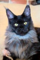 Available Maine Coon Kittens Henderson NC