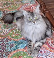 Available Maine Coon Kittens Henderson NC