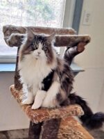 Available Maine Coon Kittens Henderson NC