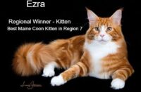 Available Maine Coon Kittens Henderson NC