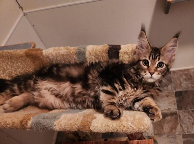 Available Maine Coon Kittens Henderson NC