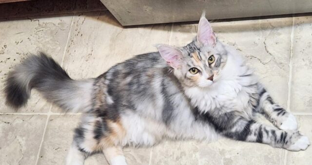 Available Maine Coon Kitten for sale Henderson, North Carolina
