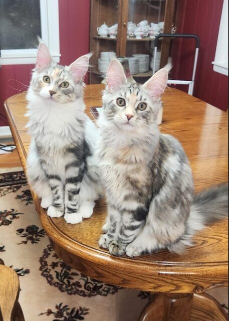 Available Maine Coon Kitten for sale Henderson, North Carolina