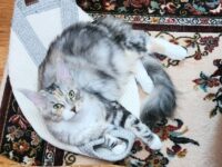 Available Maine Coon Kitten for sale Henderson, North Carolina