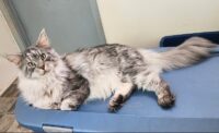 Available Maine Coon Kittens Henderson NC