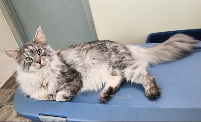Available Maine Coon Kittens Henderson NC